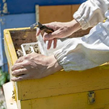 The beekeeper performs work in the apiary. Beekeeping concept. The beekeeper  Stock Photos