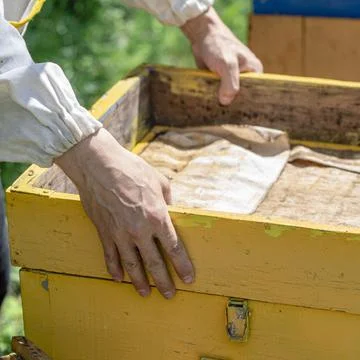 The beekeeper performs work in the apiary. Beekeeping concept. Stock-Fotos