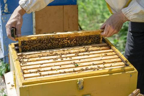 The beekeeper performs work in the apiary. Beekeeping concept. The beekeeper  Stock Photos