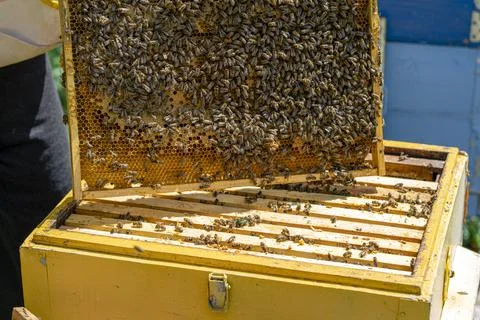 The beekeeper performs work in the apiary. Beekeeping concept. The beekeeper  Stock Photos