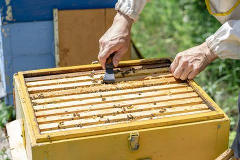 The beekeeper performs work in the apiary. Beekeeping concept. The beekeeper  Stock Photos