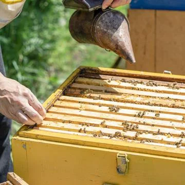 The beekeeper performs work in the apiary. Beekeeping concept. The beekeeper  Stock Photos