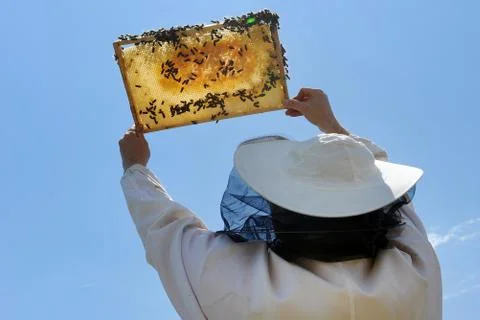 Beekeeper Stock Photos