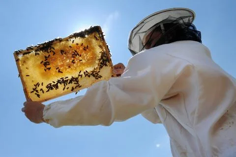 Beekeeper Stock Photos