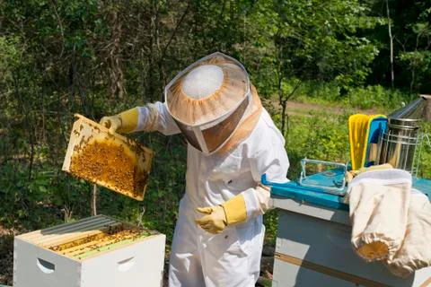 Beekeeper Stock Photos