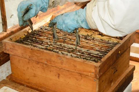 Beekeeper Stock Photos