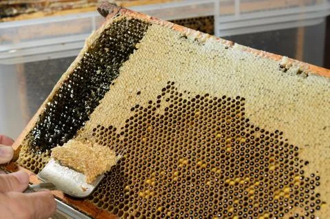 Beekeeper Stock Photos