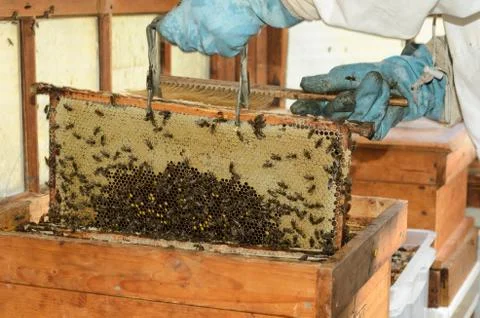 Beekeeper Stock Photos