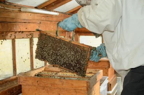 Beekeeper Stock Photos