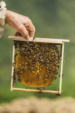 Beekeeper Foto stock