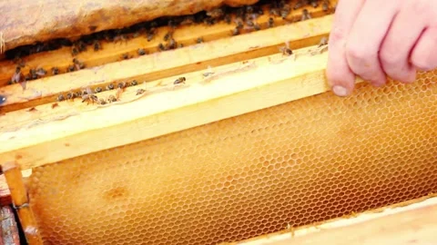 beekeeper places an empty Stock Footage 134976067