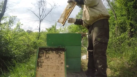 Beekeeper places empty frames into a beehive while checking honeybees Stock Footage 148290600
