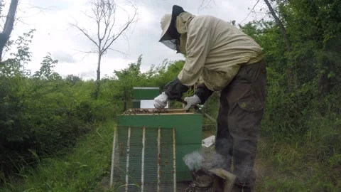 Beekeeper places empty frames into a beehive Stock Footage 148291259