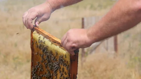 Beekeeper Places a Frame with Bees in the Hive Stock Footage 134943390