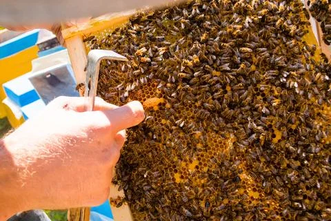 Beekeeper points to matoch on frame. Frame is full of bees in summer on apiary Stock Photos
