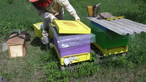 Beekeeper prepares beehive for the checking Stock Footage 51171764