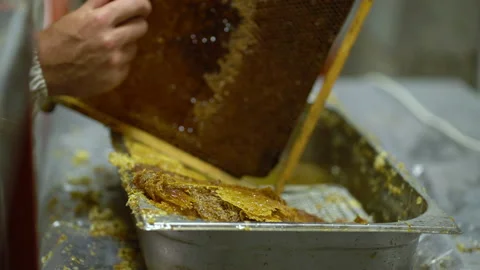 Beekeeper prepares honeycombs for honey Stock Footage 220957308