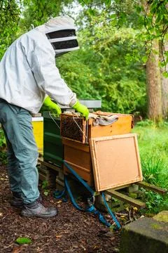 Beekeeper Preparing a Hive full of Bees for Beekeeping Stock Photos