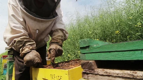 Beekeeper in protection suit getting out a honey comb Stock Footage 89138904