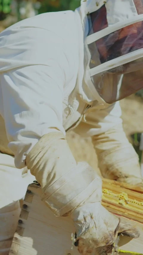 Beekeeper with protective clothes moving a beehive Stock Footage 239258667