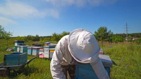 Beekeeper in protective hat. Apiarist inspects frame with bees Stock Footage 134790105