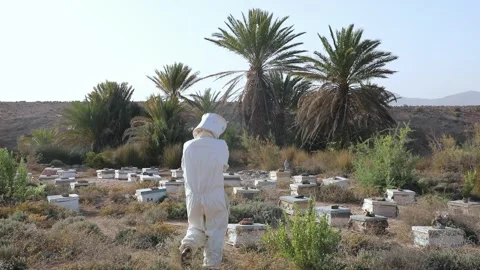 Beekeeper in Protective Suit Among Beehives Near Desert Palm Trees Stock Footage 336618009