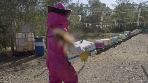 A beekeeper in a protective suit from bees walks through a bee with hives and Stock Footage 310957792