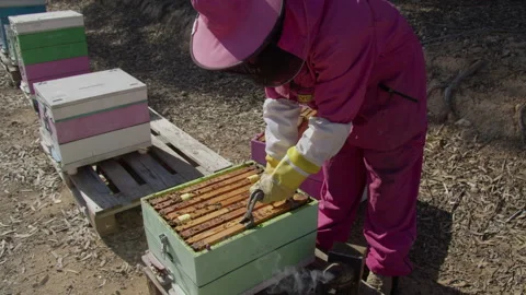 Beekeeper in a protective suit during the work process on a bee with hives Stock Footage 310958500