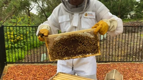 Beekeeper in protective suit inspects beehive shakes bees off honey frame Stock Footage 126369963