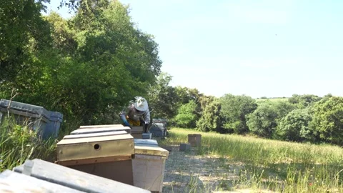 Beekeeper in protective suit working at apiary in a green field Stock Footage 336744892