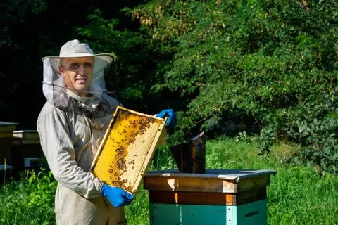 Beekeeper in protective workwear inspecting frame at apiary. The beekeeper holds Stock Photos