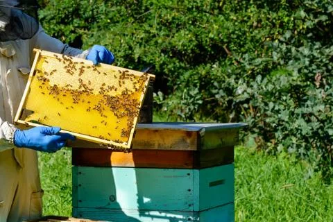 Beekeeper in protective workwear inspecting frame at apiary. The beekeeper holds Stock Photos