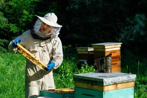 Beekeeper in protective workwear inspecting frame at apiary. The beekeeper holds Stock Photos