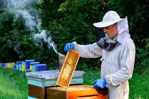 Beekeeper in protective workwear inspecting frame at apiary. The beekeeper holds Stock Photos
