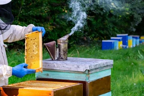 Beekeeper in protective workwear inspecting frame at apiary. The beekeeper ho Stock Photos