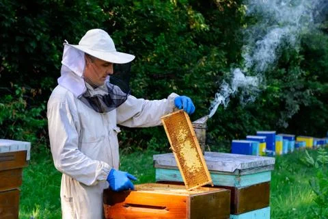Beekeeper in protective workwear inspecting frame at apiary. The beekeeper ho Stock Photos