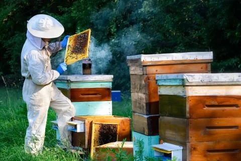 Beekeeper in protective workwear inspecting frame at apiary. The beekeeper ho Foto stock
