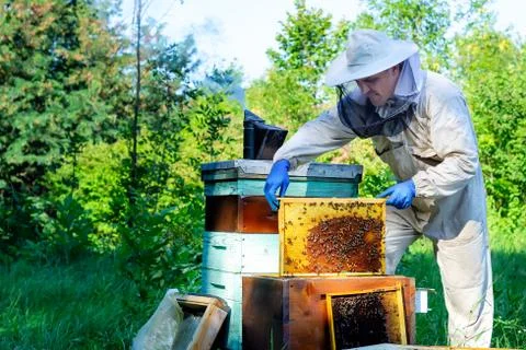 Beekeeper in protective workwear inspecting frame at apiary. The beekeeper ho Stock Photos