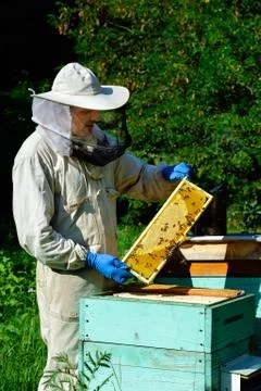 Beekeeper in protective workwear inspecting frame at apiary. The beekeeper ho Stock Photos
