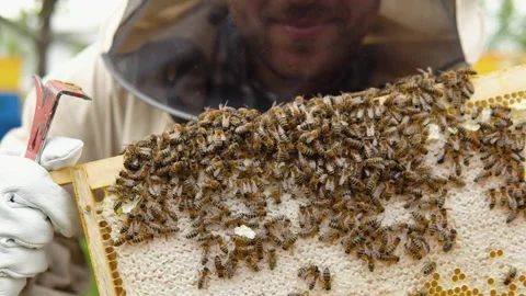 Beekeeper in protective workwear inspecting honeycomb frame at apiary Video stock 201688043