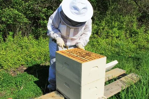 Beekeeper Pulling Frames Apart with a Hive Tool Stock Photos