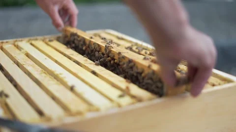 Beekeeper pulling hive frames on a sunny summer day, shot in 24FPS Stock Footage 179024117