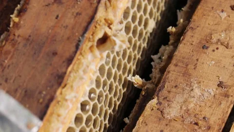 Beekeeper pulling honeycomb out of the hive Stock-Footage 141115446