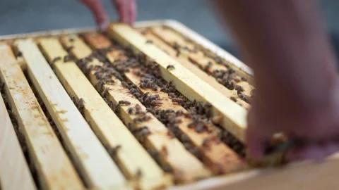 Beekeeper pulling out a beehive frame, shot in 60FPS Stock Footage 179024593