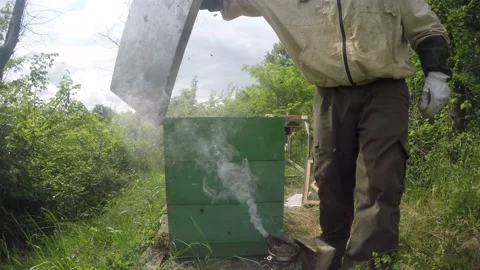 Beekeeper pulling out a honeycomb tray with honeybees from a beehive Stock Footage 148290691