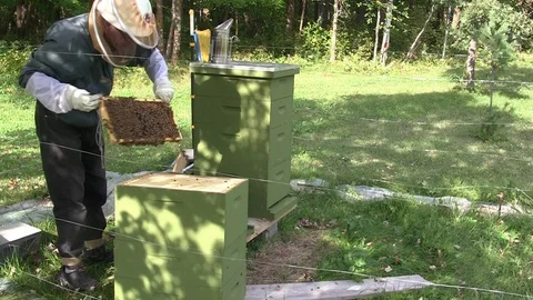 Beekeeper pulls frame of bees from hive Stock Footage 105435873