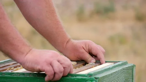 Beekeeper Pulls Frame with Honey Out of the Hive Stock Footage 135523005