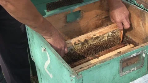 The beekeeper pulls out a frame full of bees Stock Footage 141976467