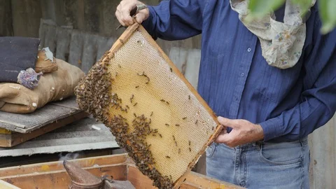 Beekeeper pulls out the frame with honey. beekeeper gets a frame with honey Stock Footage 91788354