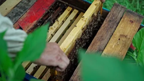 The beekeeper pulls out a frame with honey from the hive in the summer Stock Footage 160067195